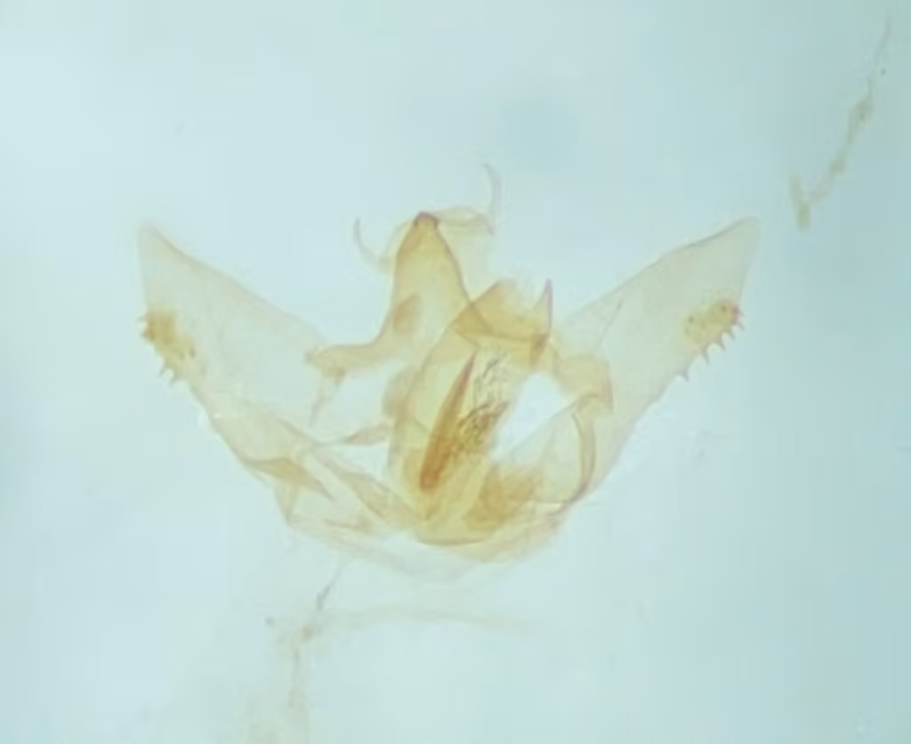 Razowski's Aethes Moth, Mâle adulte