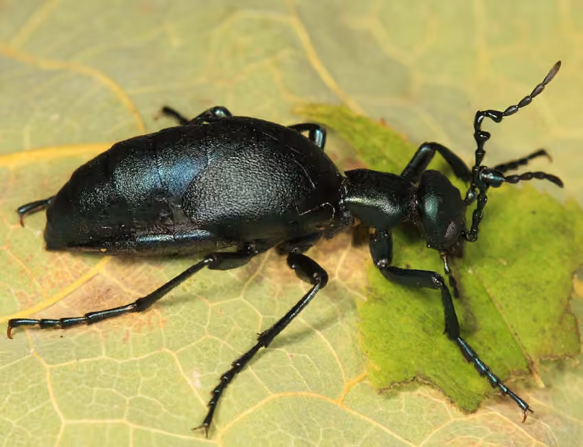 Méloé reticulé