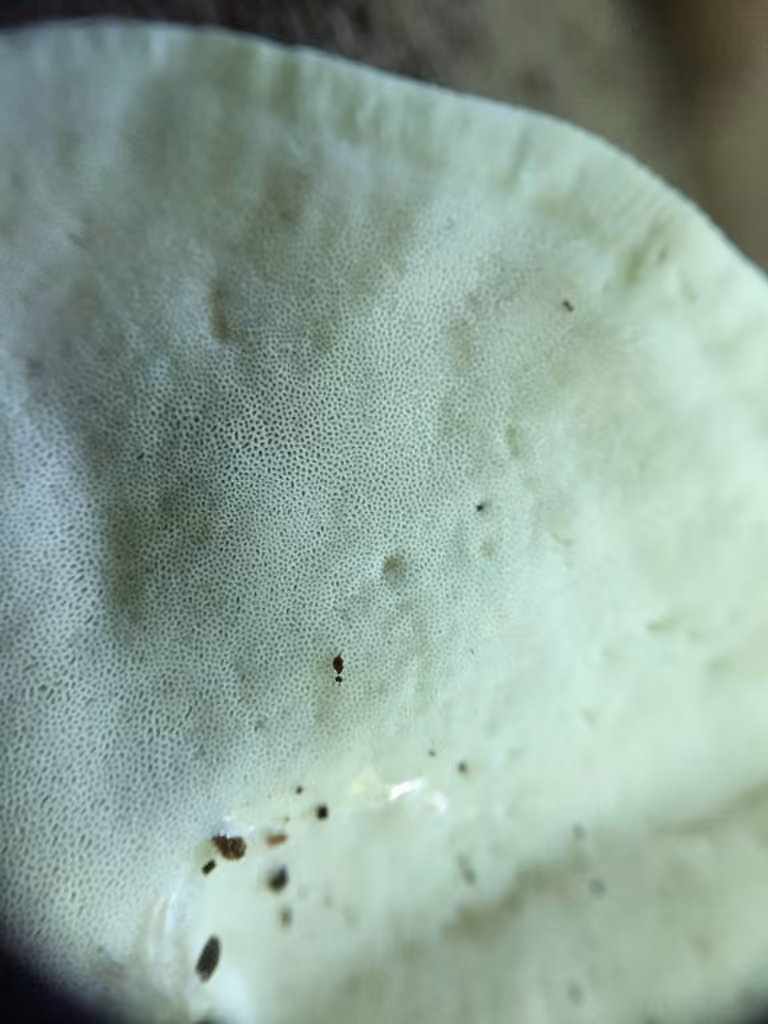 Polypore pied-bot, photo 2 of 5
