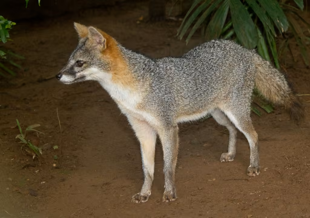 Renard gris
