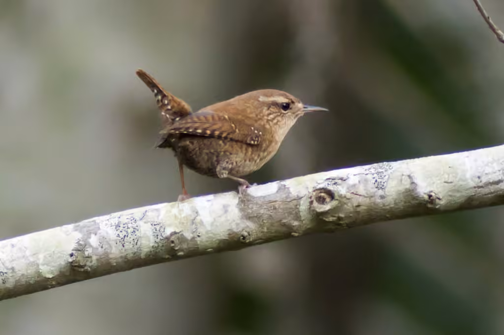 Winter Wren, photo 2 of 5