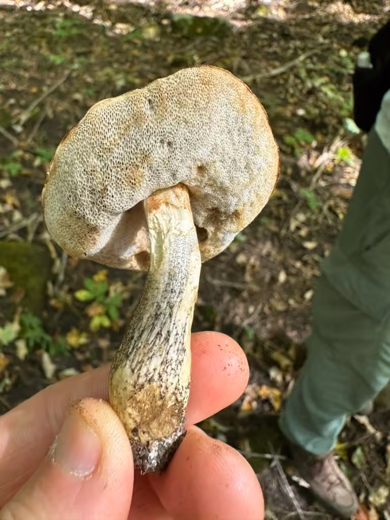 Snell's bolete, photo 2 of 5