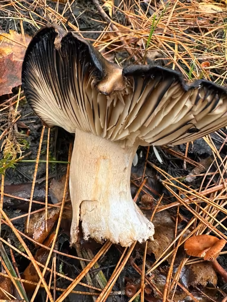 Russule déguisée, photo 3 sur 5