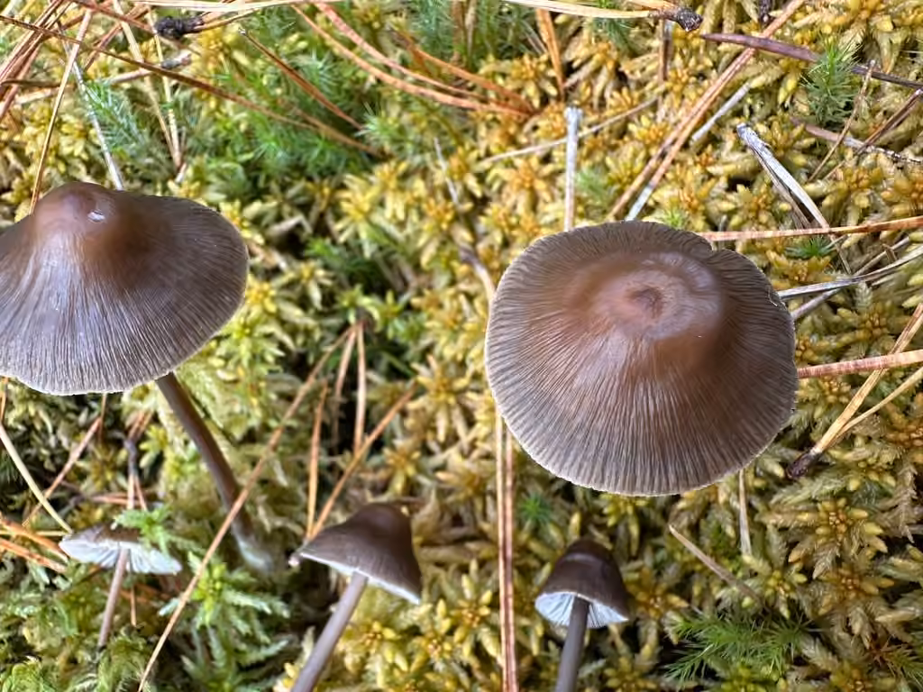 Mycène à grandes spores, photo 2 sur 5