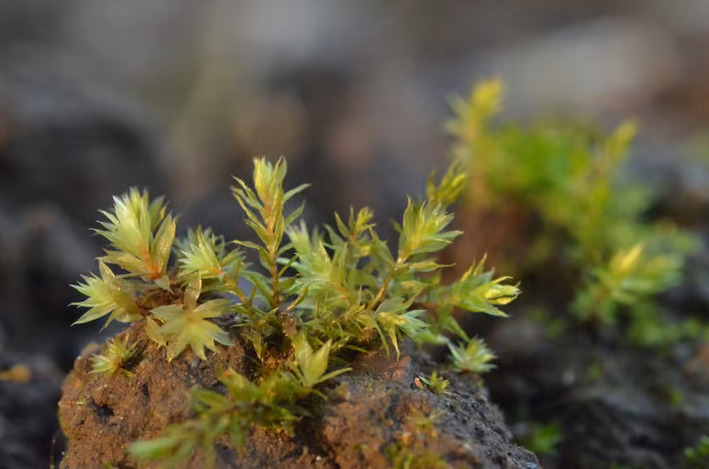 Bryum à tubercules rouges, photo 2 sur 5