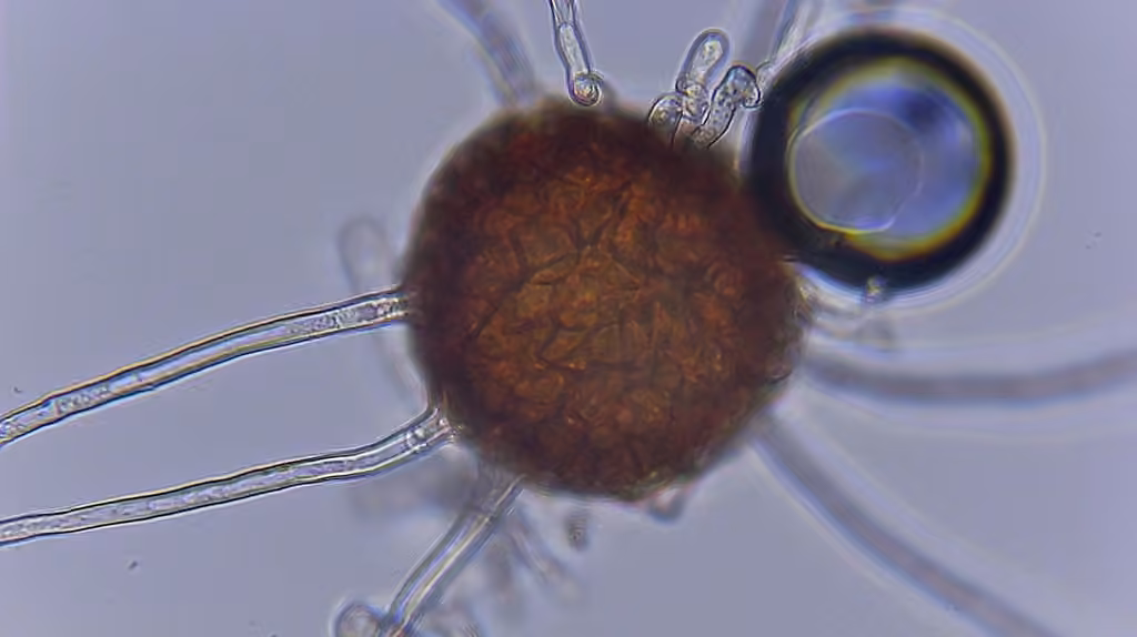 Erysiphe vaccinii, photo 3 sur 5