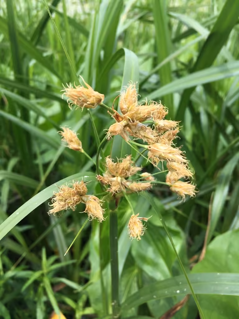 Scirpe fluviatile, photo 1 sur 5