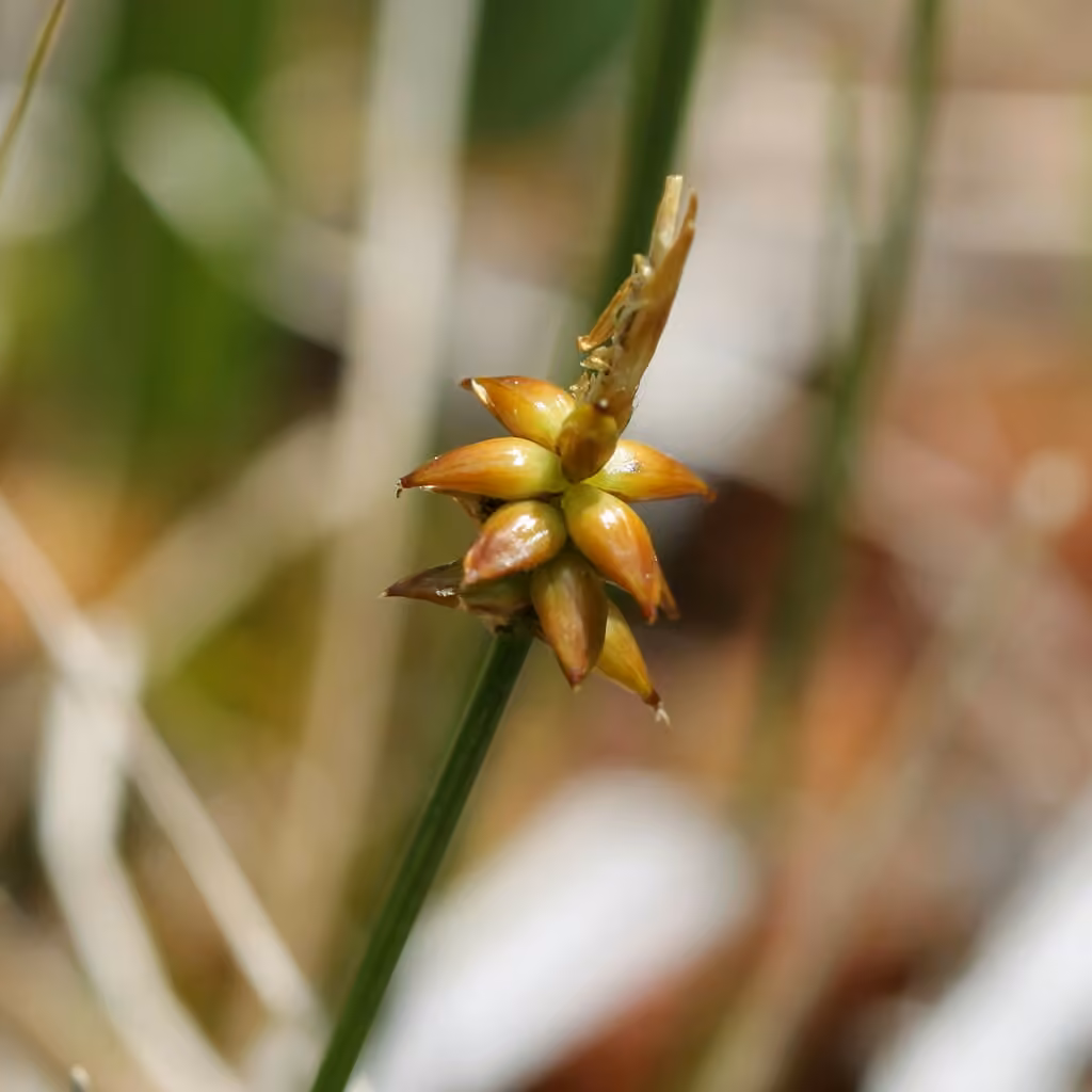 Carex à côtes, photo 3 sur 5