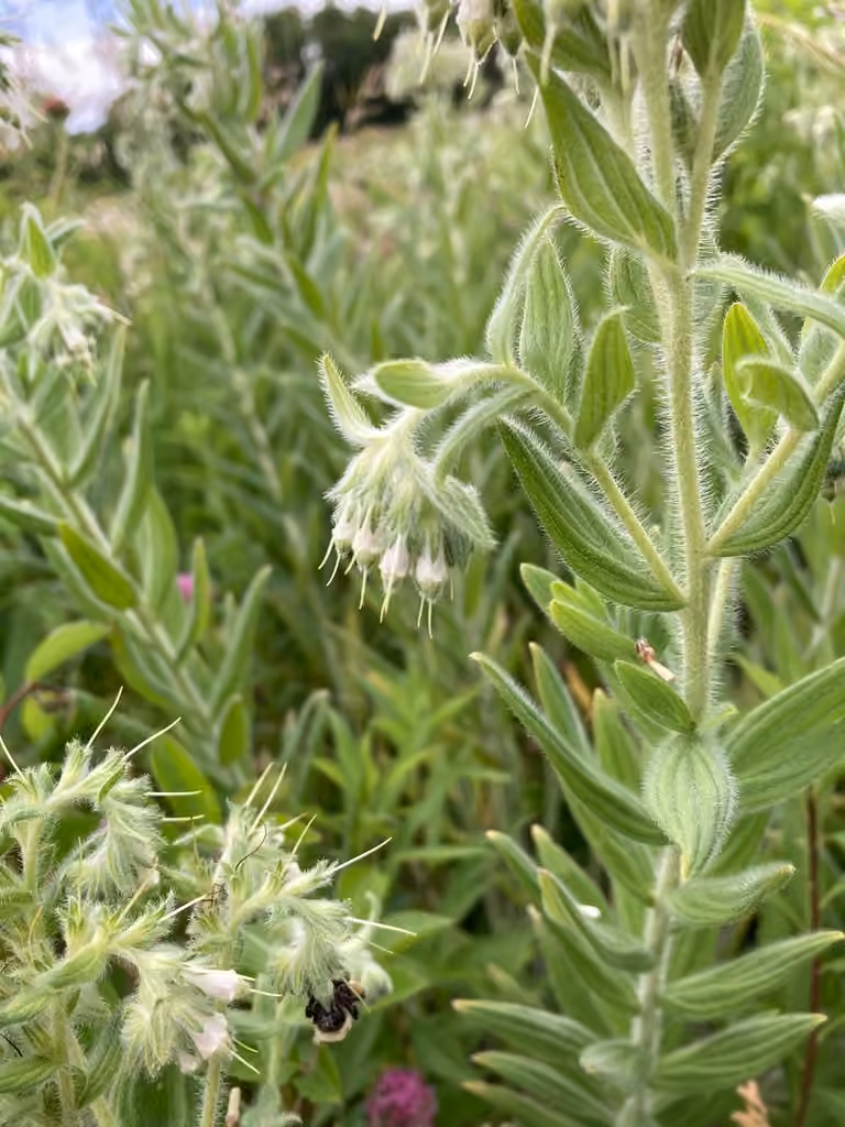 Eastern prairie marbleseed