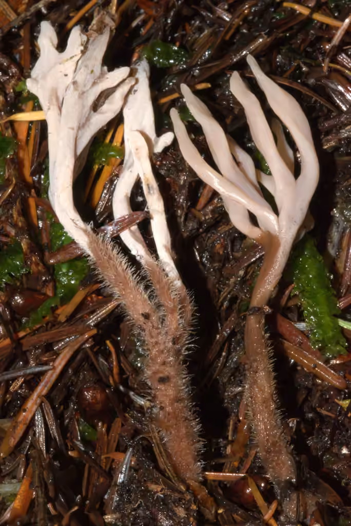 Clavulina castaneipes, photo 1 of 5