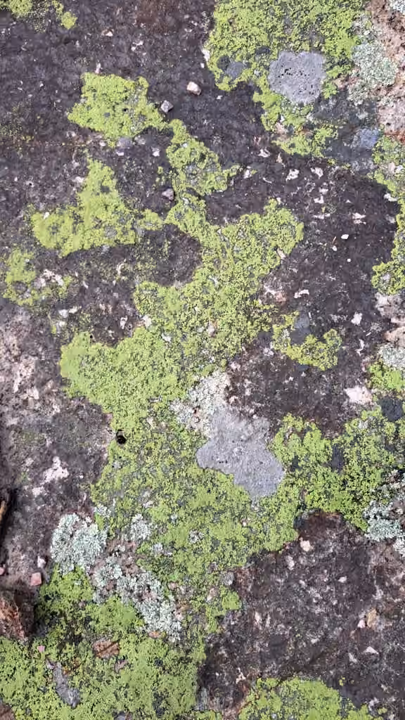 Rhizocarpe en croissant, photo 2 sur 5