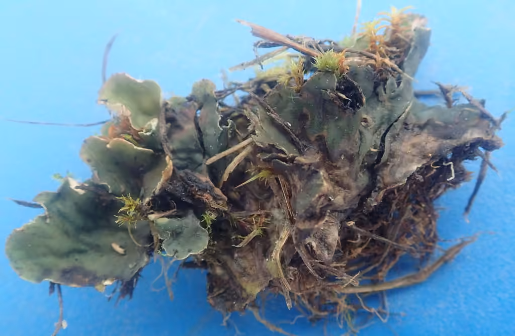 Felt lichen, photo 3 of 5