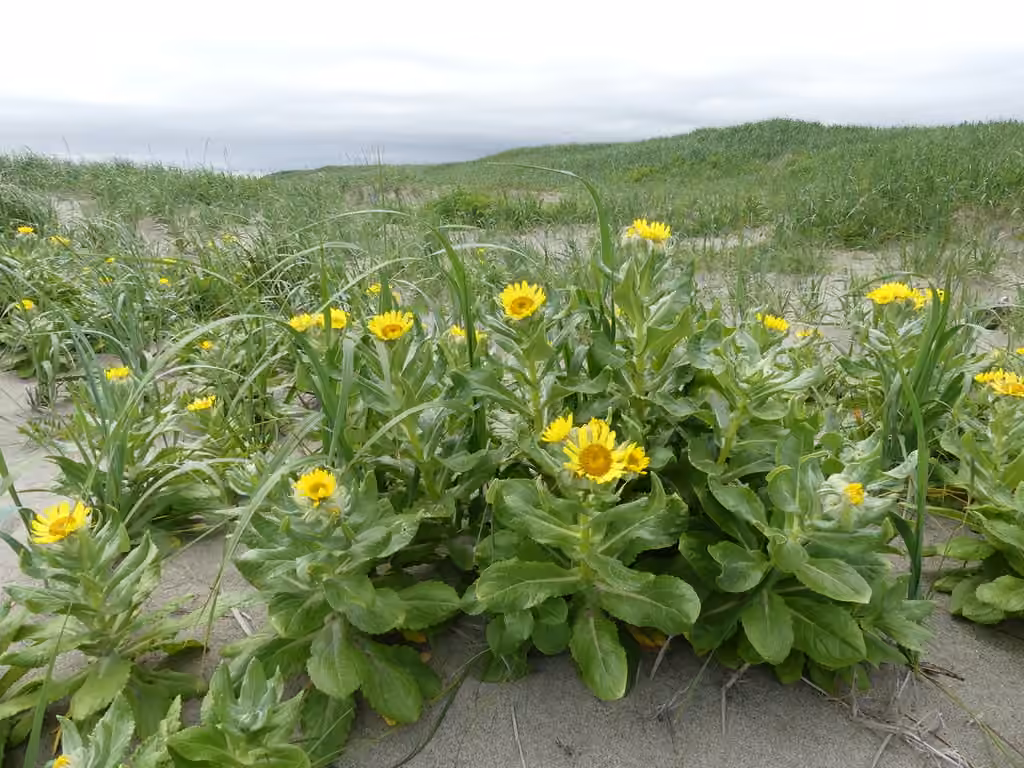 Seaside ragwort