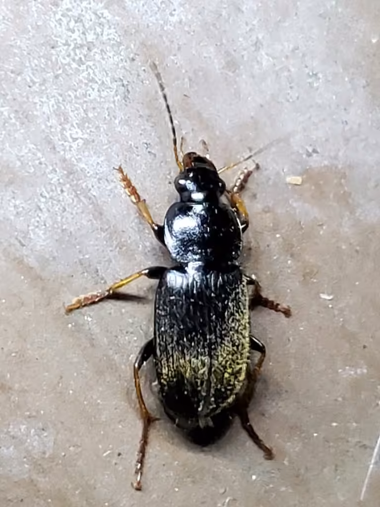Silky Harp Ground Beetle, Male