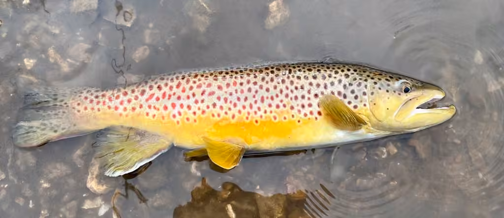 Brown Trout, Male