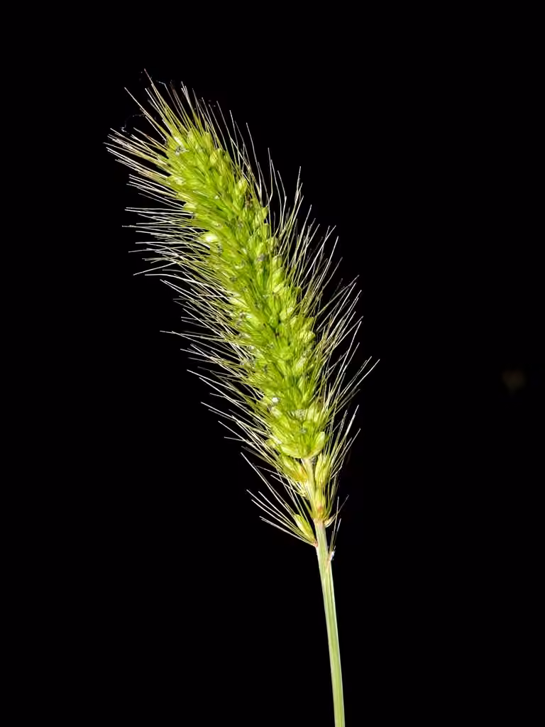 Green bristlegrass, photo 1 of 5