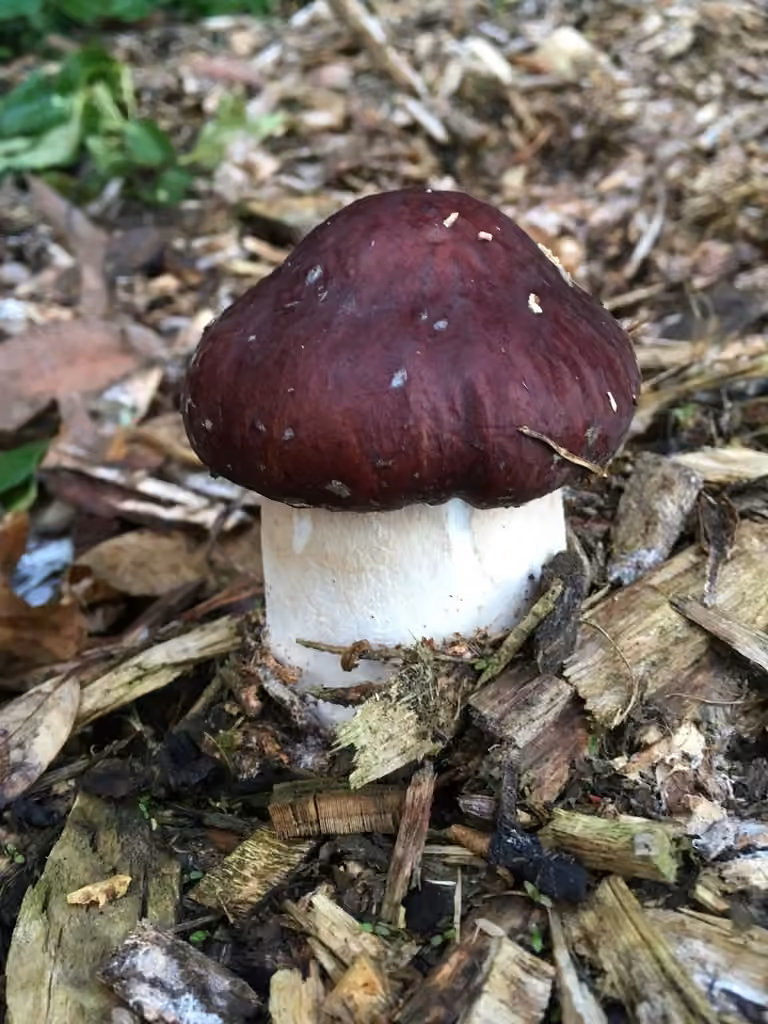 Cèpe de paille, photo 2 sur 5