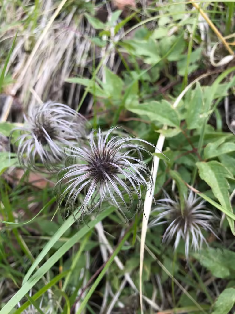 Clématite verticillée, En fruits