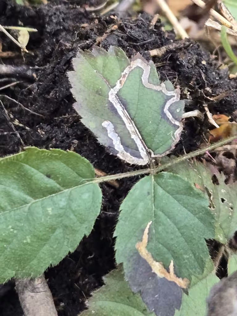 Stigmella villosella, Caterpillar
