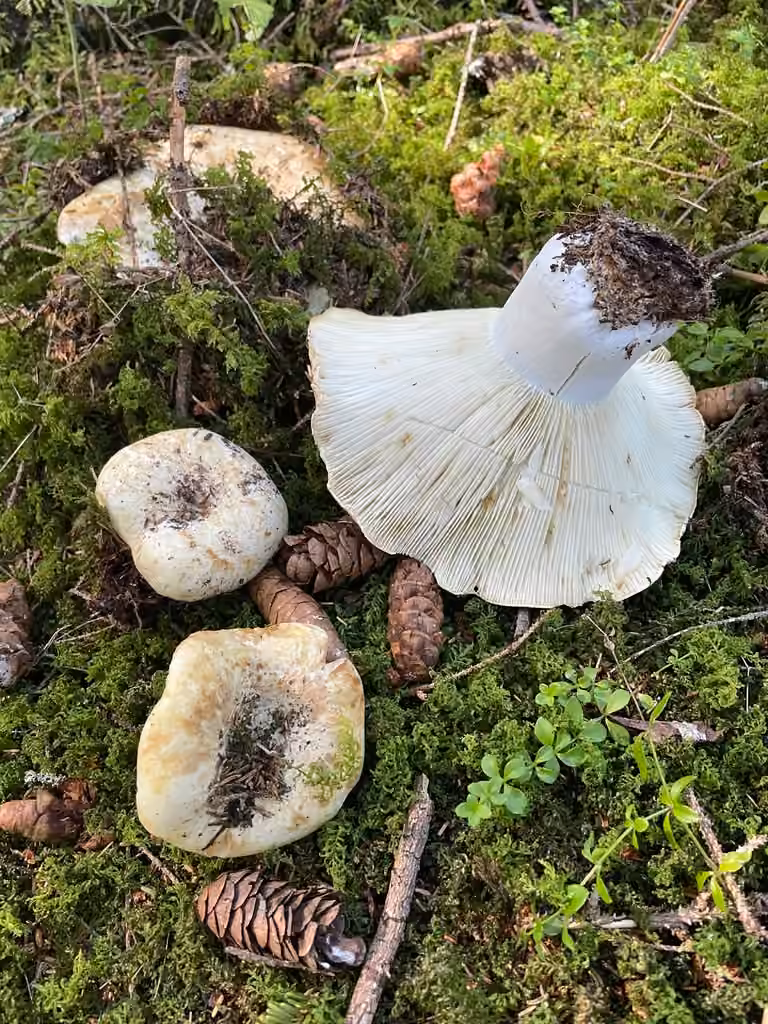 Milk White Brittlegill, photo 1 of 5
