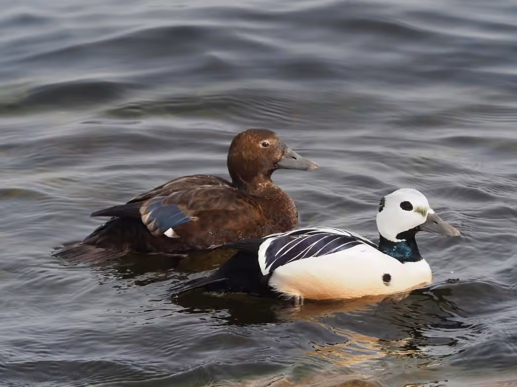 Steller's Eider, photo 3 of 5