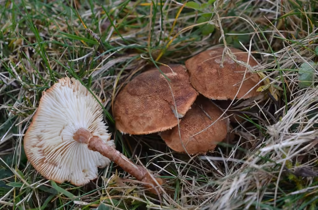 Cystoderme granuleux, photo 1 of 5