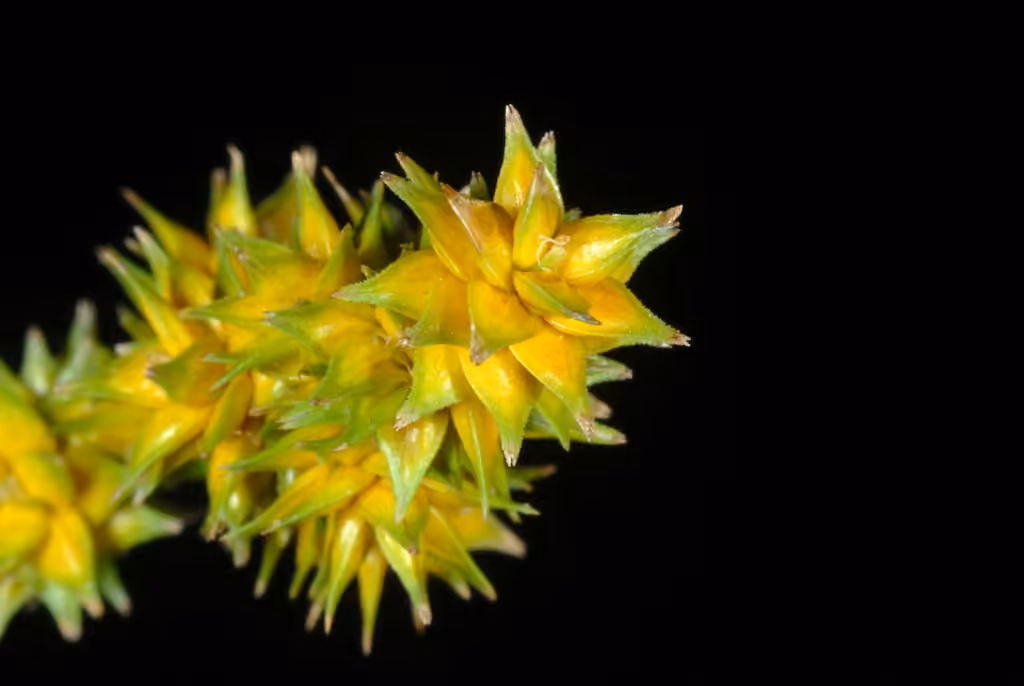 Carex céphaloïde, En fruits
