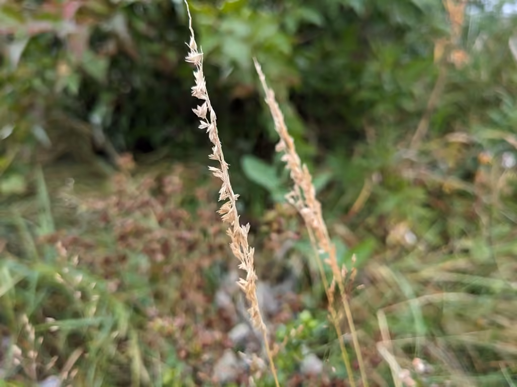 Intermediate Eaton's grass, In fruit