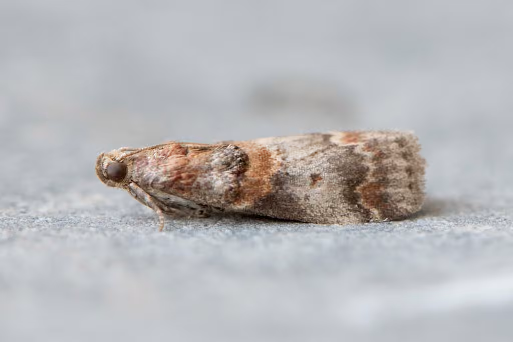 Hickory Leafstem Borer Moth, Adult