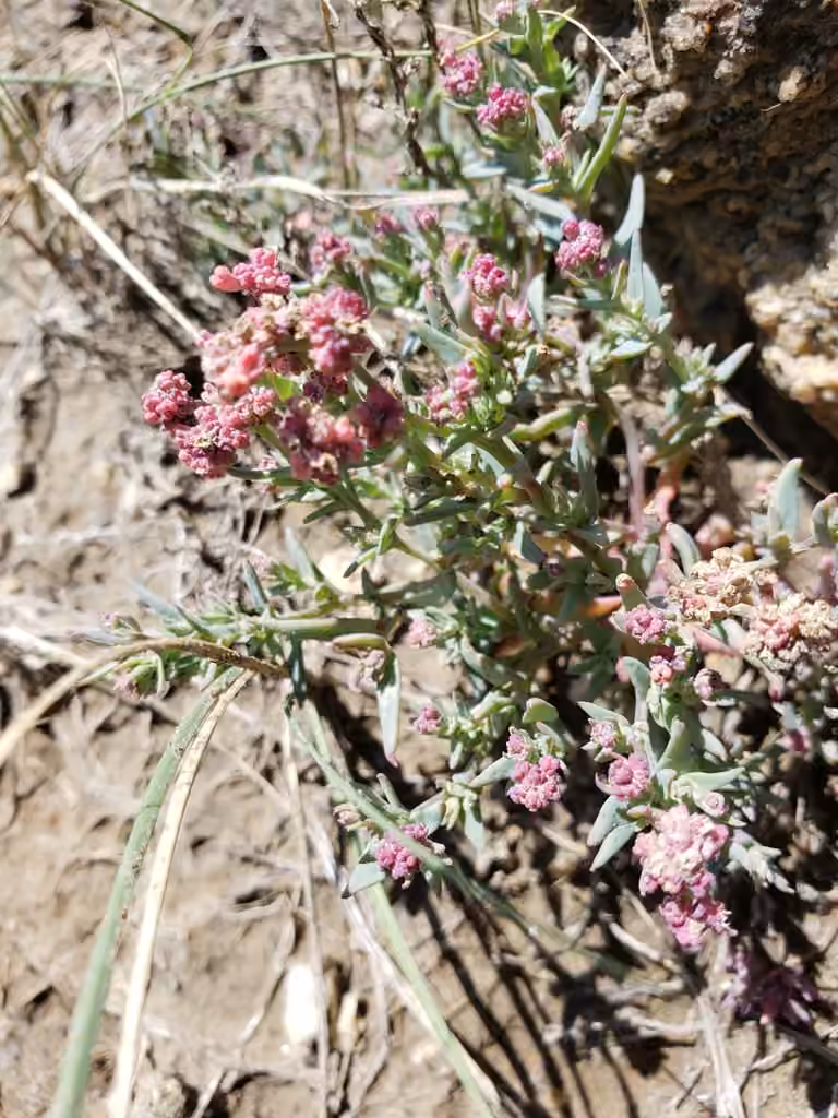 Saline saltbush, In flower