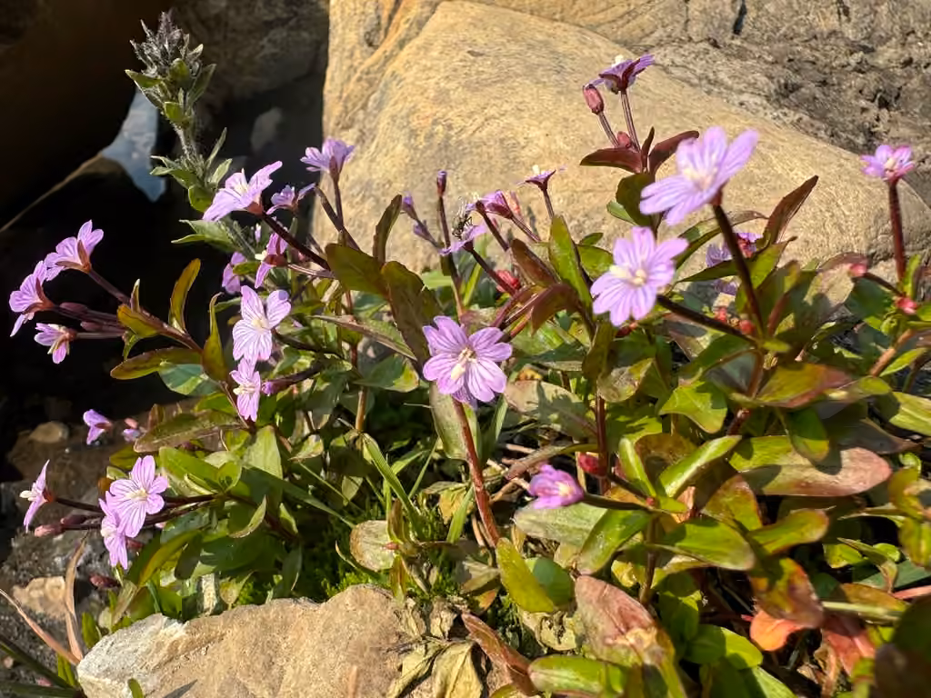 Hornemann's willowherb, In flower
