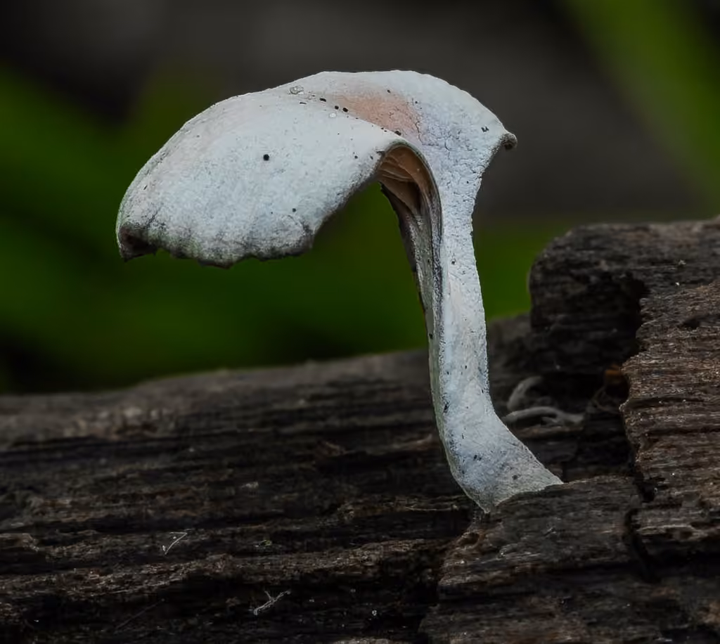 Resupinatus dealbatus, photo 2 sur 5