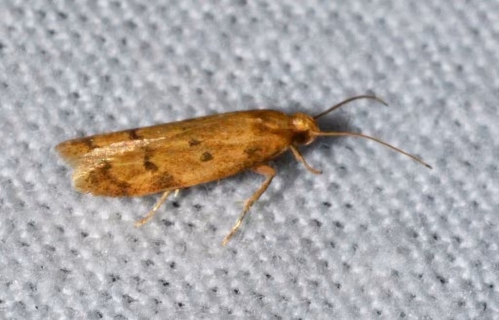 Gerdana Moth, photo 2 of 5