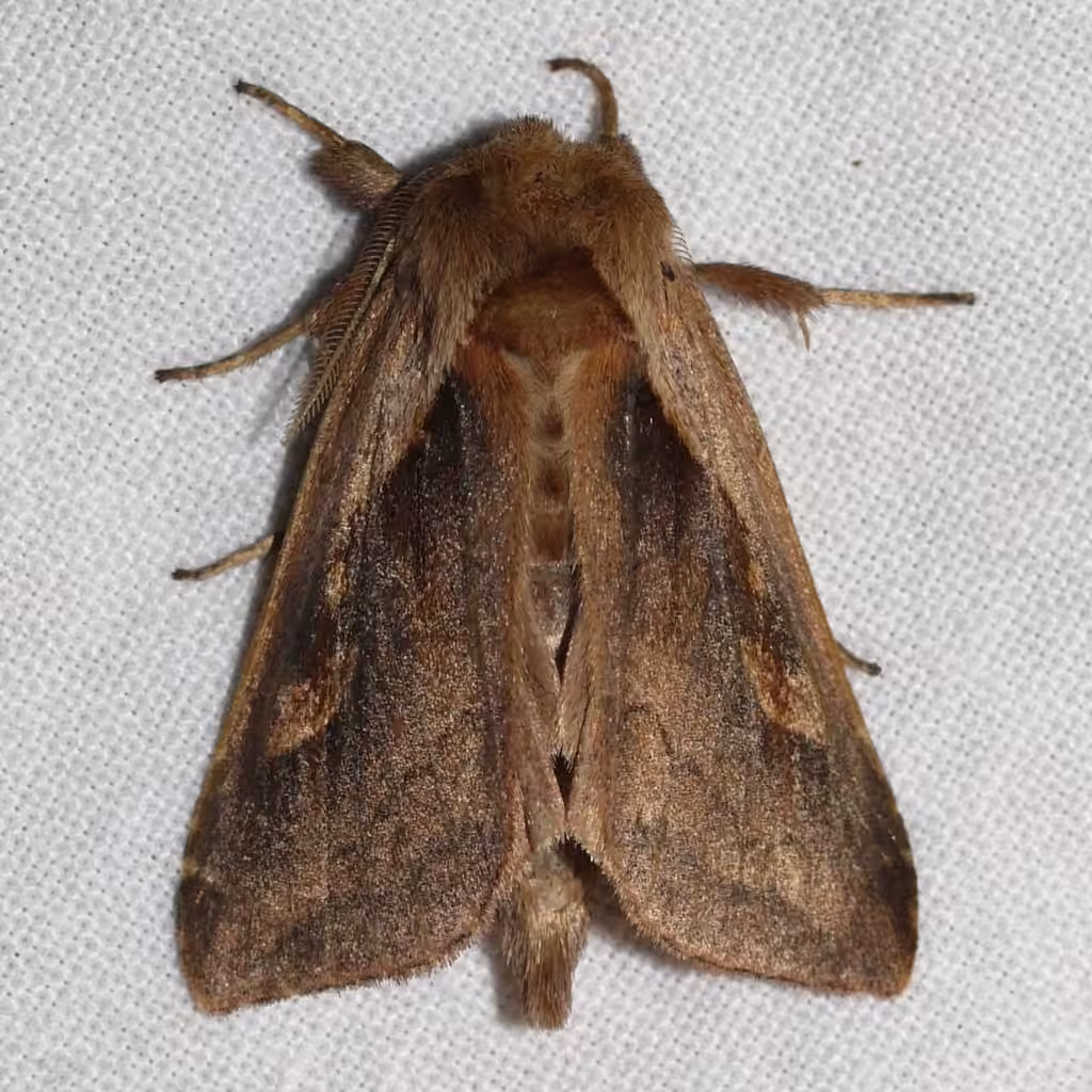 Pickerelweed Borer Moth, photo 1 sur 5