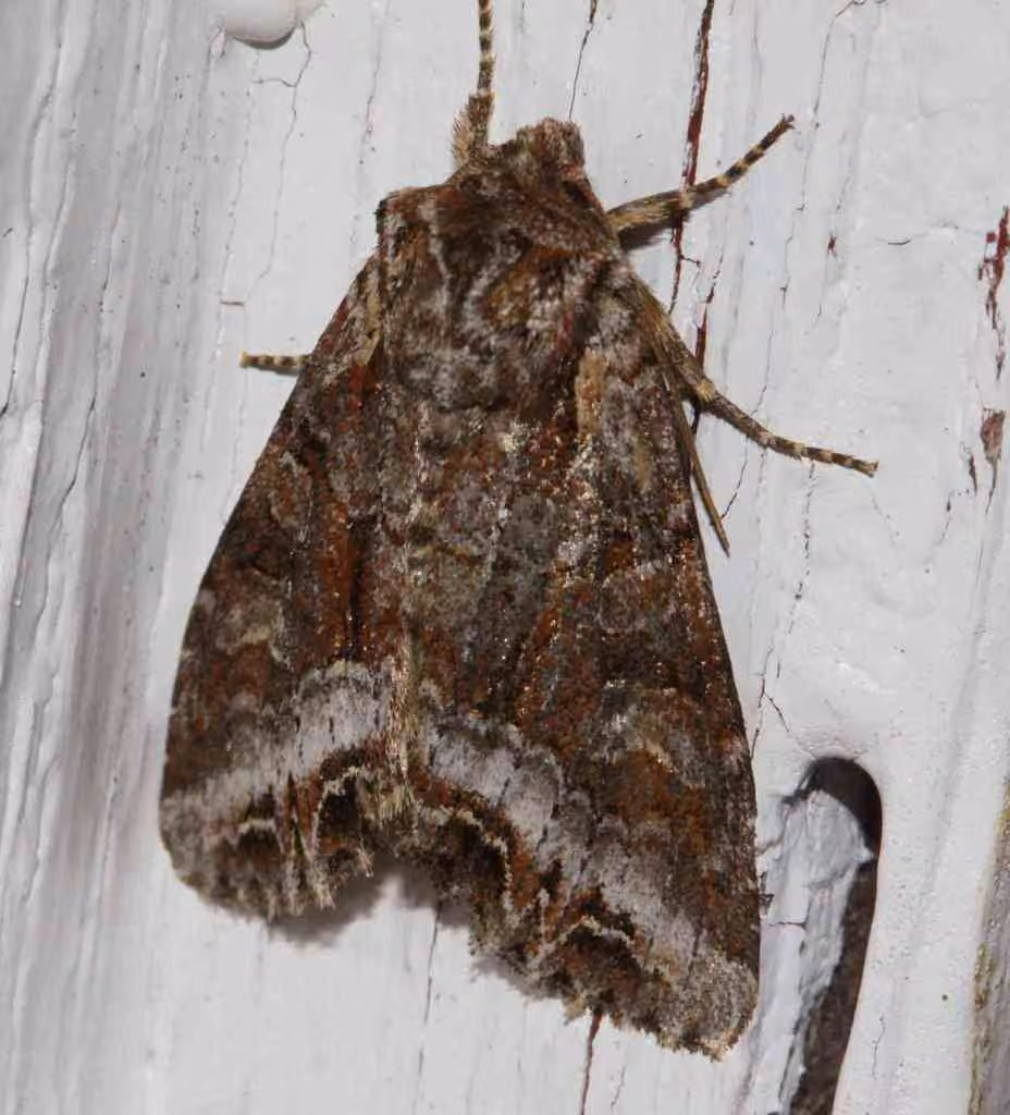 Grand Arches Moth