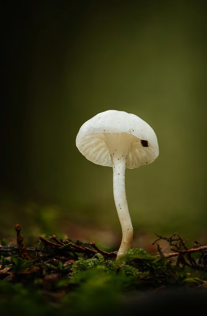 Cedarwood Waxcap, photo 2 of 5