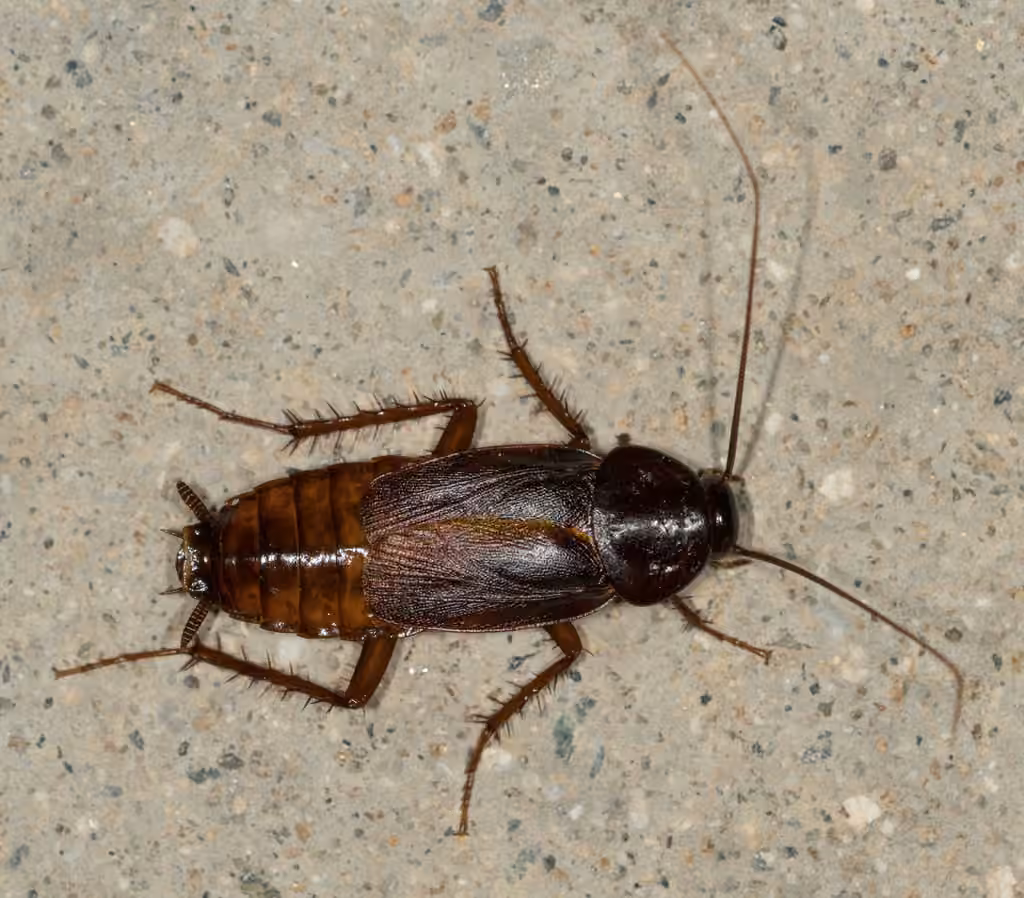 Blatte orientale