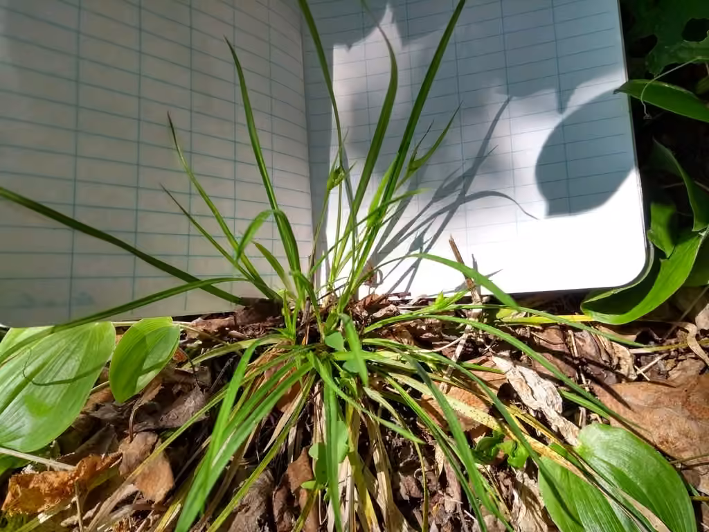 Carex de Back, En fruits