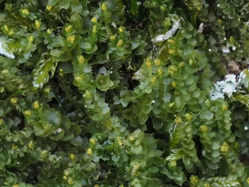Hill Notchwort, photo 1 of 5
