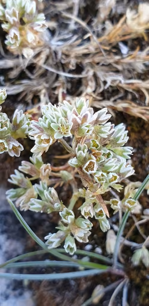 Perennial knawel, photo 3 of 5