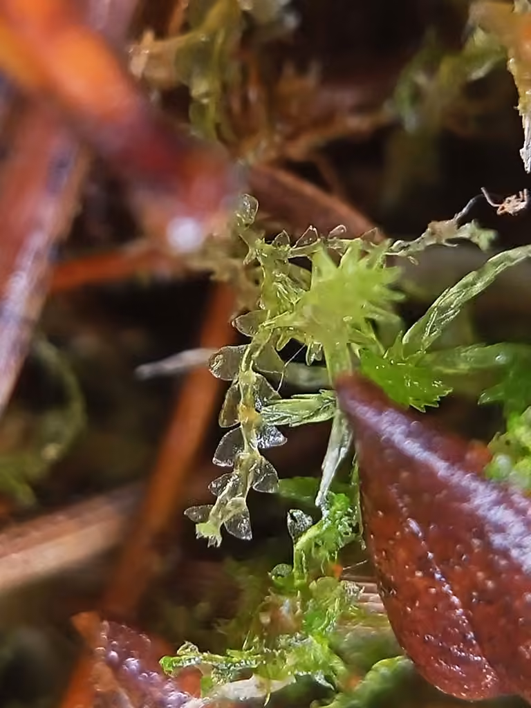 Calypogée des sphaignes, photo 3 sur 5