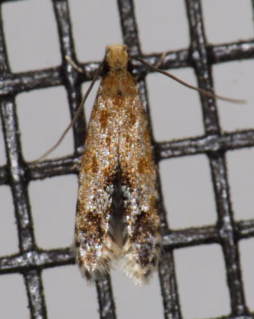 Homosetia costisignella, Adulte
