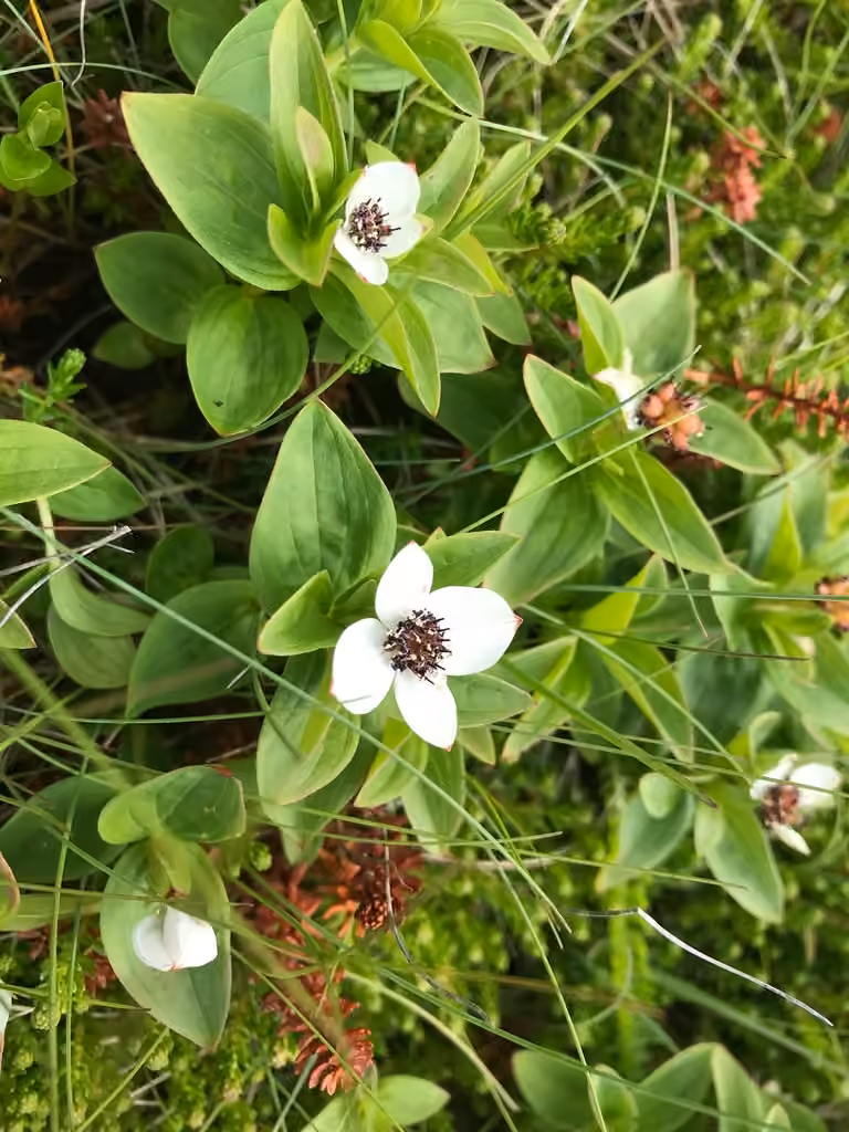 Cornouiller de Suède, En fleurs