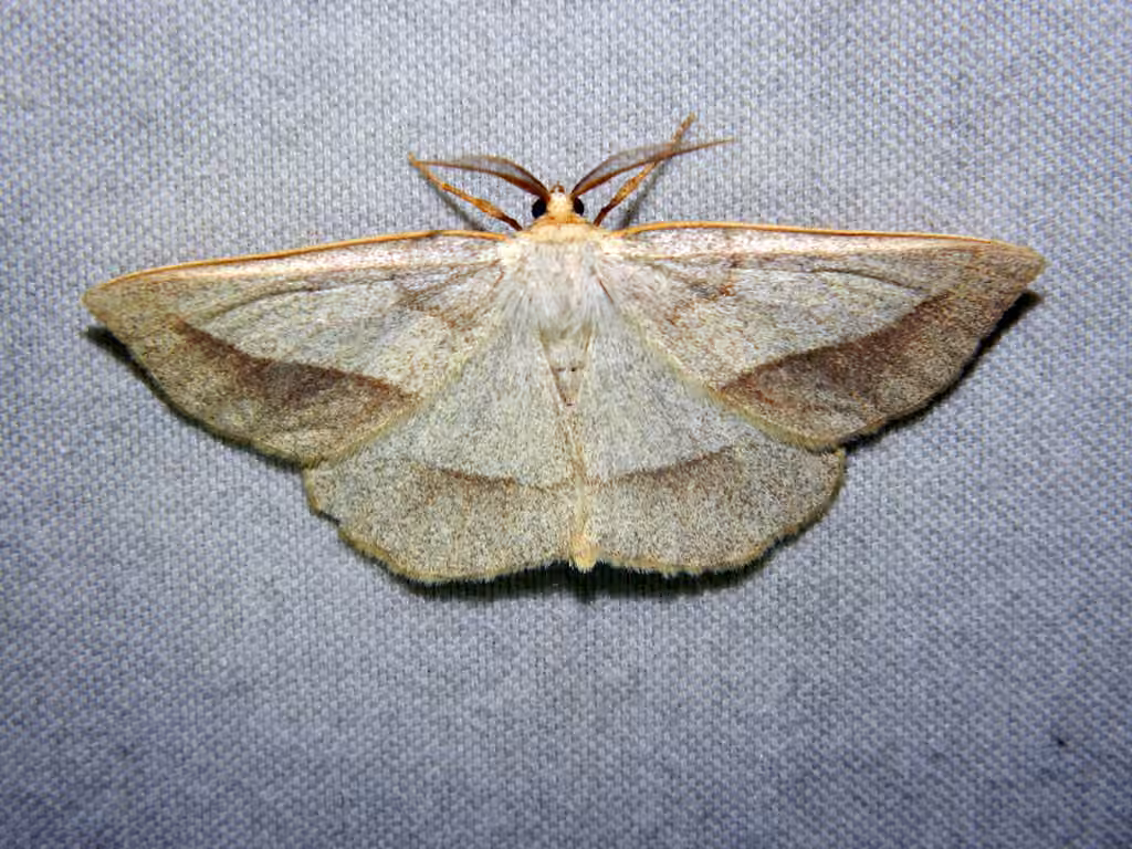 Least-marked Euchlaena Moth