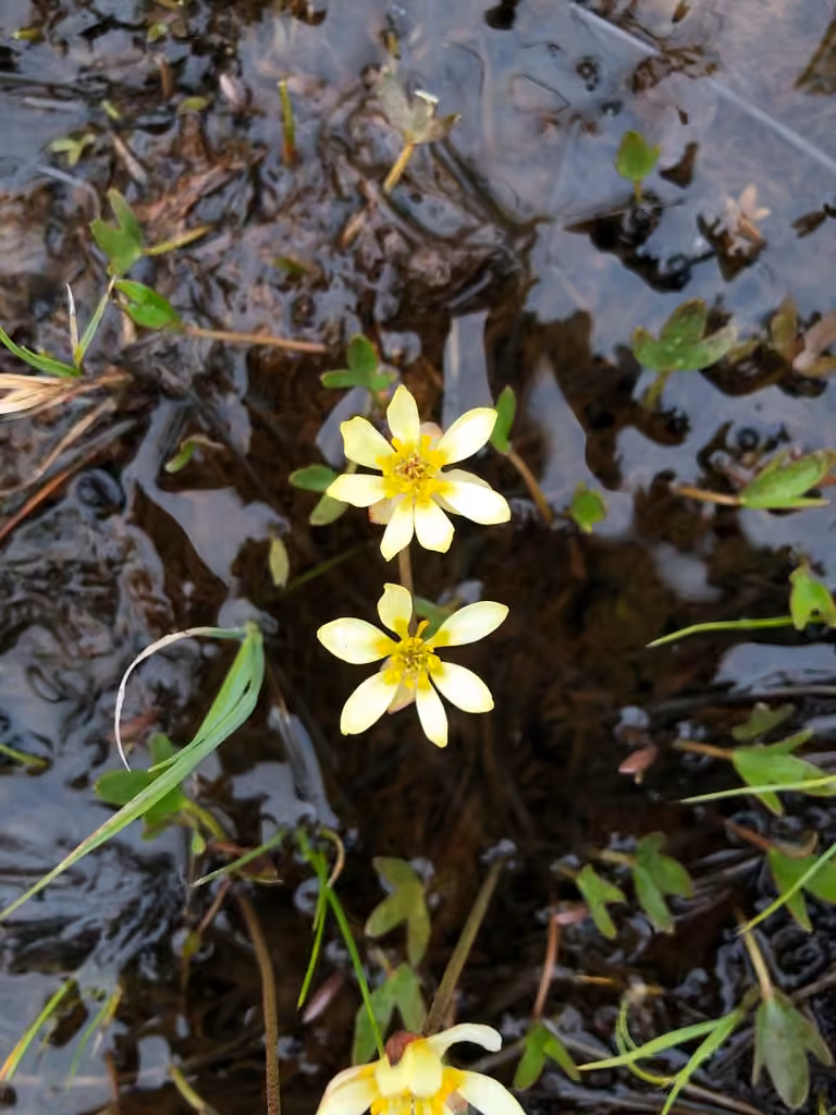 Pallas' Buttercup, In flower