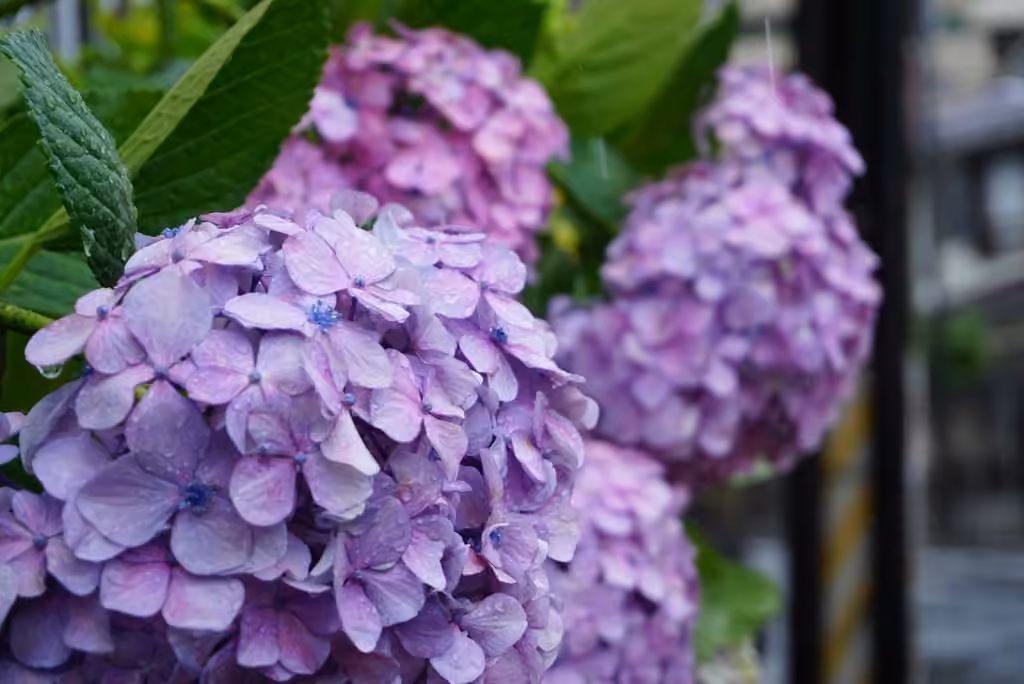Hortensia à grandes feuilles