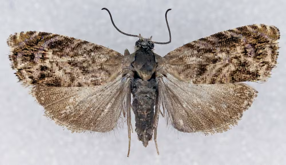 Lesser Appleworm Moth, Adult