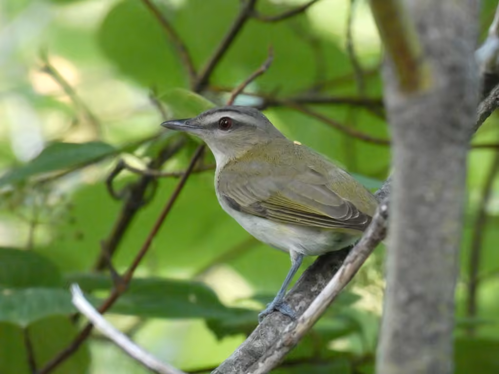 Viréo aux yeux rouges, photo 3 sur 5