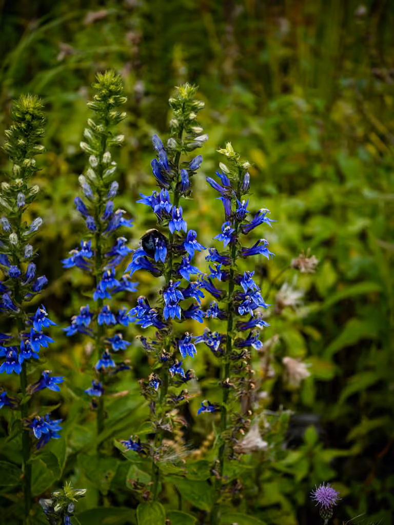 Great blue lobelia, In fruit
