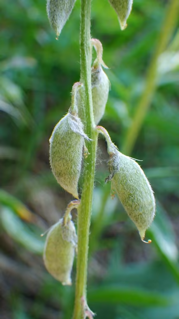 Elegant milkvetch, In fruit